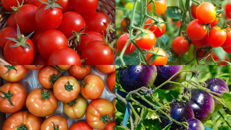 Cách trồng cà chua qua việc chọn giống