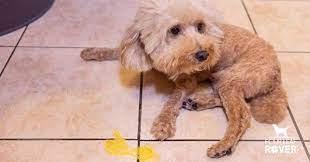 Deciphering the Enigma of Yellow Vomit in Dogs: Health Concerns
