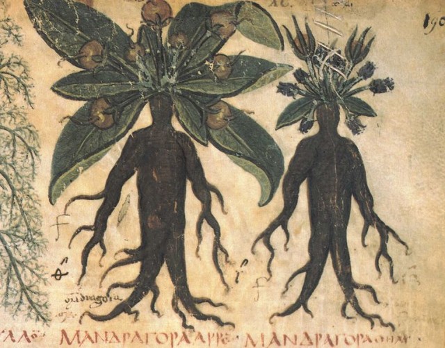 Folio 90 del manuscrito De Materia Medica de Dioscórides. Fuente