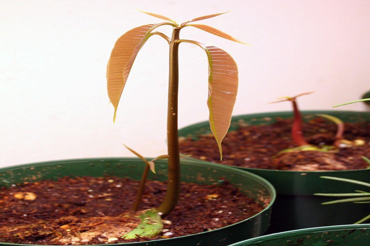 How to Grow and Graft Bonsai Mango Tree￼