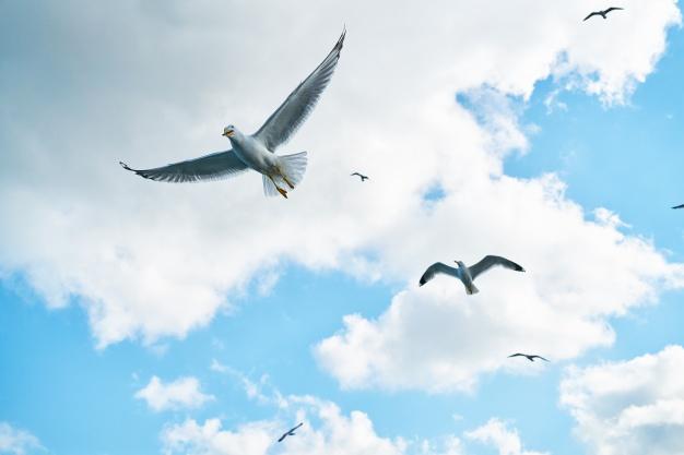 Gulls flying with clouds background Free Photo