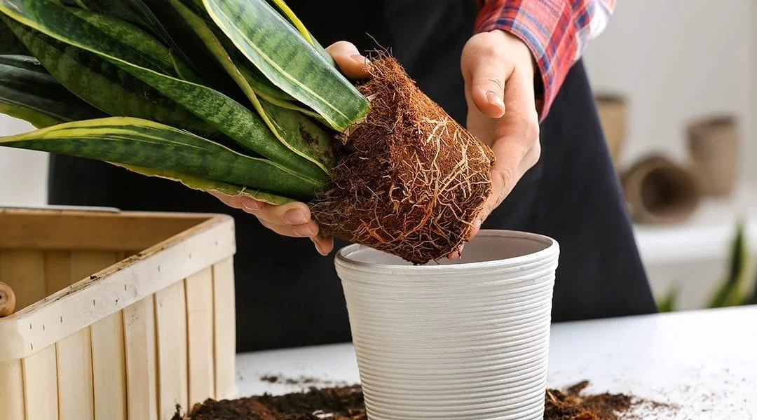 Give the roots space to breathe.