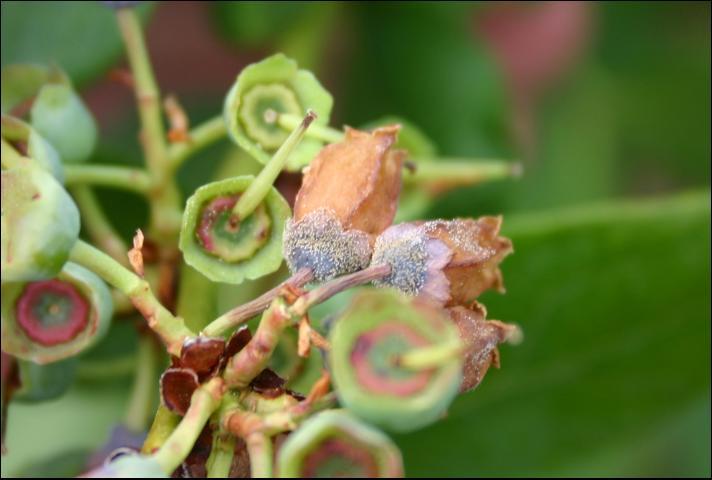 Figure 2. Gray sporulation of Botrytis cinerea is observed on corolla and calyx of southern highbush blueberry flowers after an extended period of high relative humidity. Corollas do not typically senesce and turn brown on the plant but are usually dropped after pollination while still white. Brown corollas that remain on the bush and gray sporulation are good diagnostic symptoms of Botrytis blossom blight.