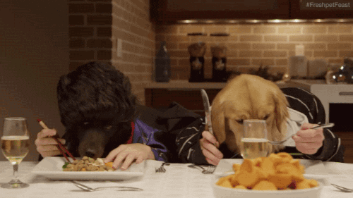 dogs eating dinner