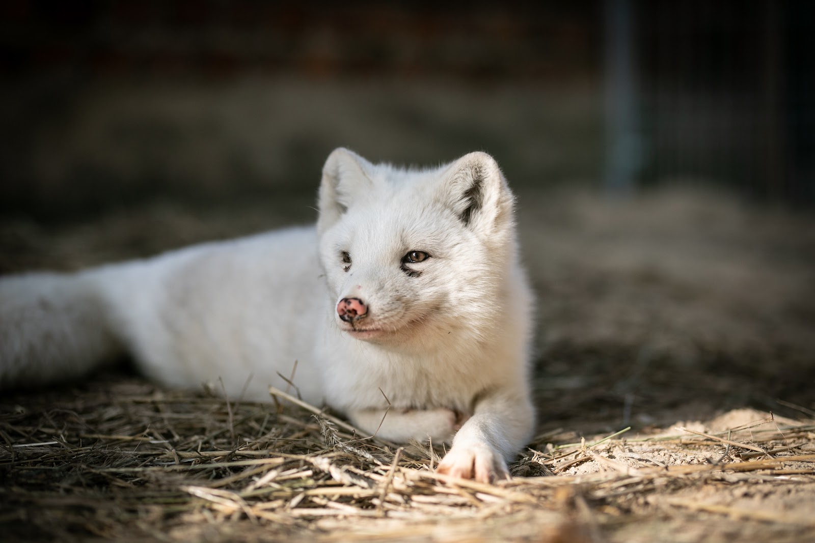 are arctic foxes cats or dogs