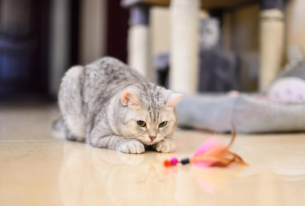 cat playing with feather toy