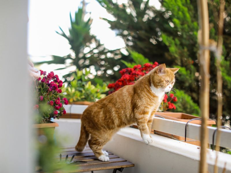 cat-balcony-paradise