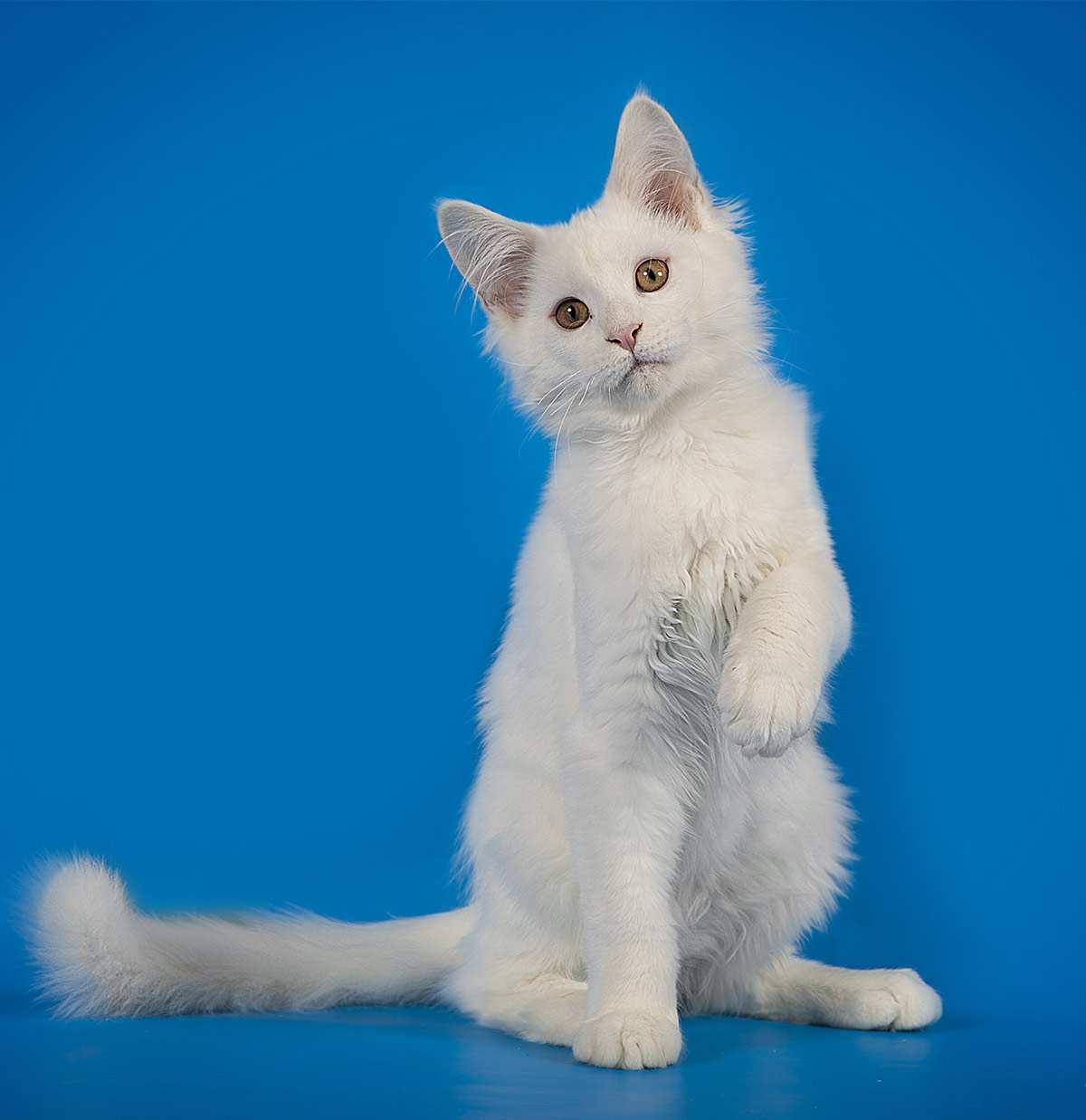 Pictures of white Maine Coon cats