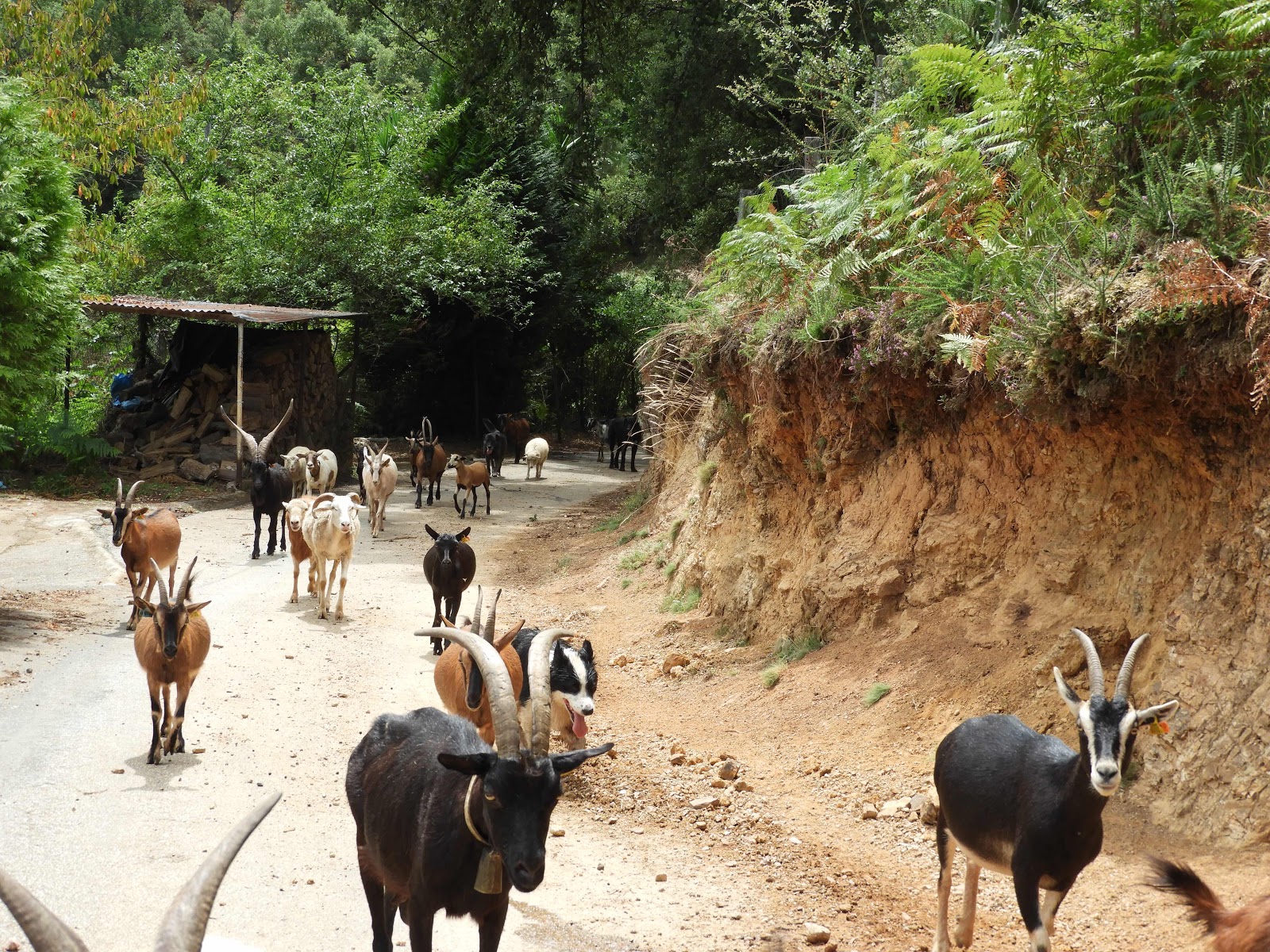 Geitenkudde, Ecopista da Linha do Tâmega, Trás-os-Montes