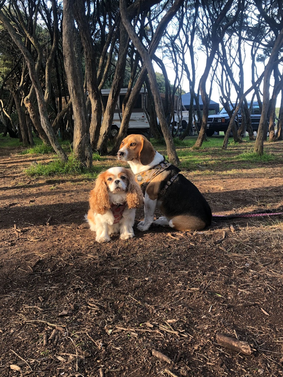 Little Molly, a cute Beagle and Sophie, a small Cavalier dog sitting outside
