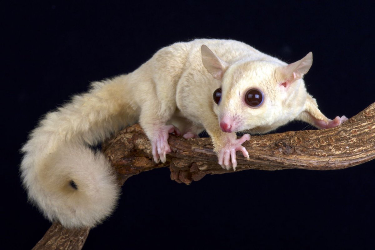 Sugar Gliders