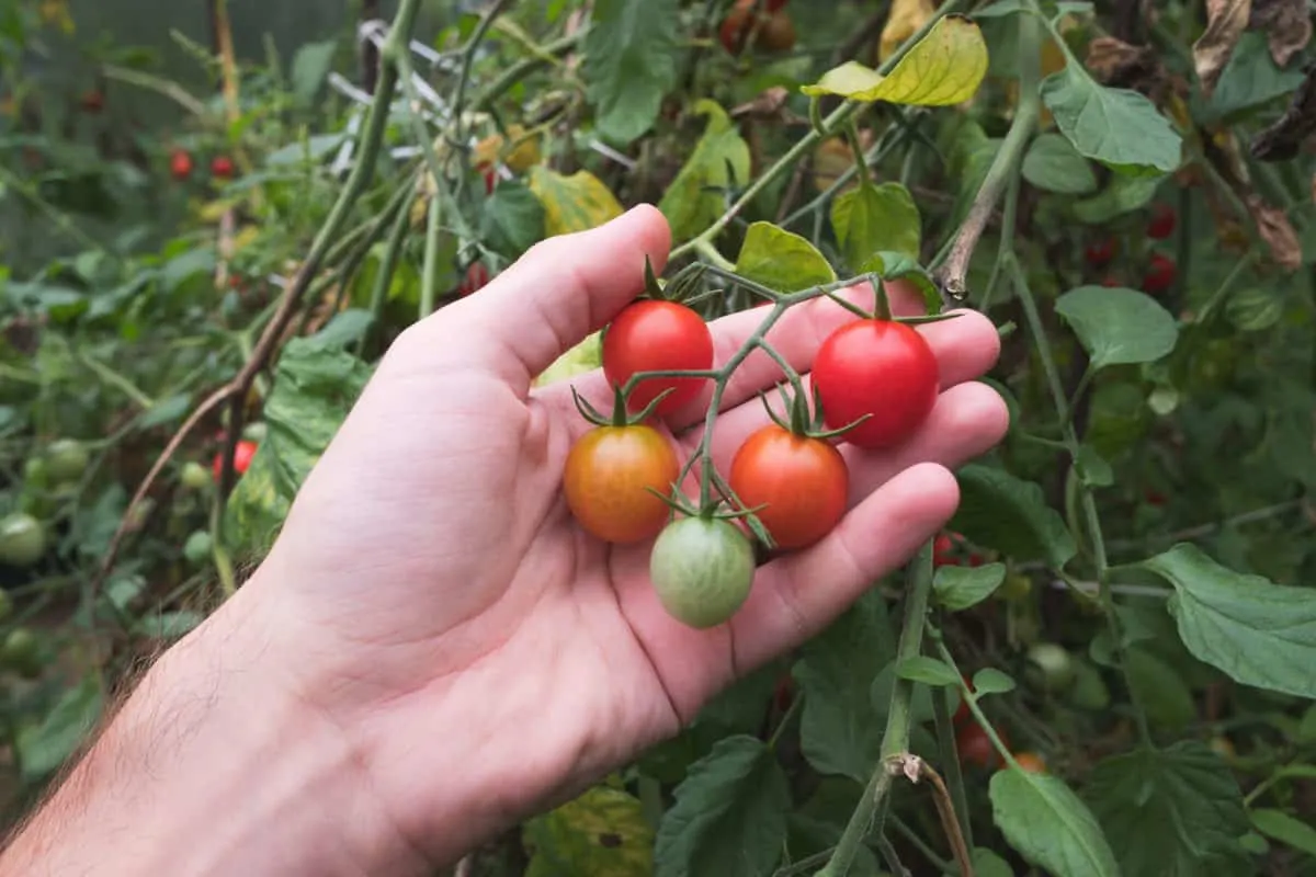 Pick tomatoes early