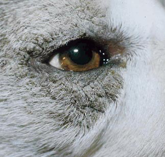 Periocular Hyperkeratosis on a Siberian Husky presented with zinc responsive dermatosis