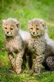 Image result for cheetahs