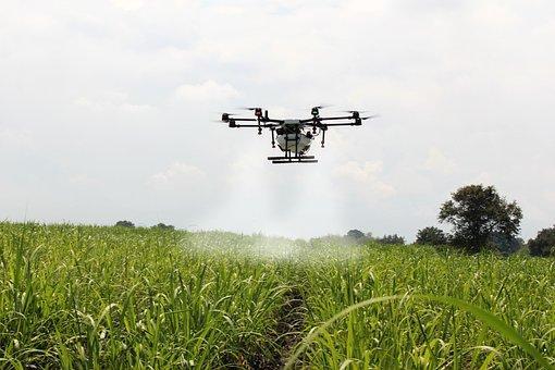 Spraying Sugar Cane, Sugar Cane