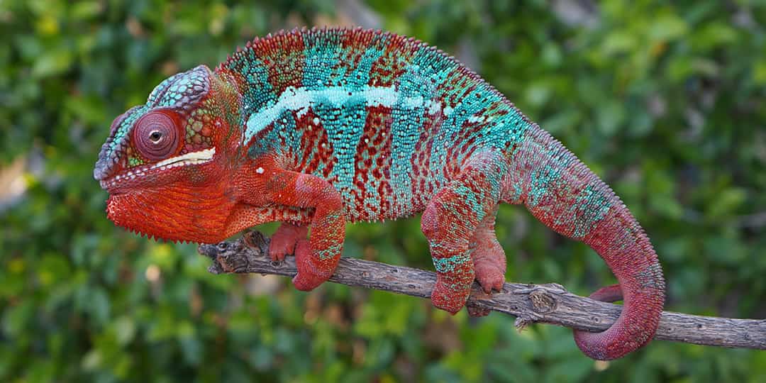 Fiche d'élevage du Caméléon panthère (furcifer pardalis)