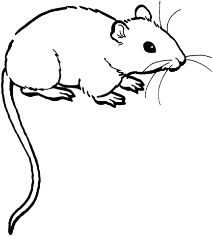 Desenho de Rato cheirando para colorir | Desenhos para colorir e ...