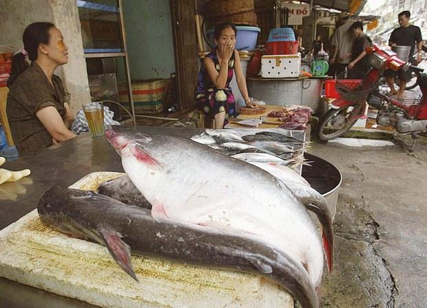 Việt Nam ngưng xuất khẩu cá da trơn sang Nga vì tác động của cấm vận