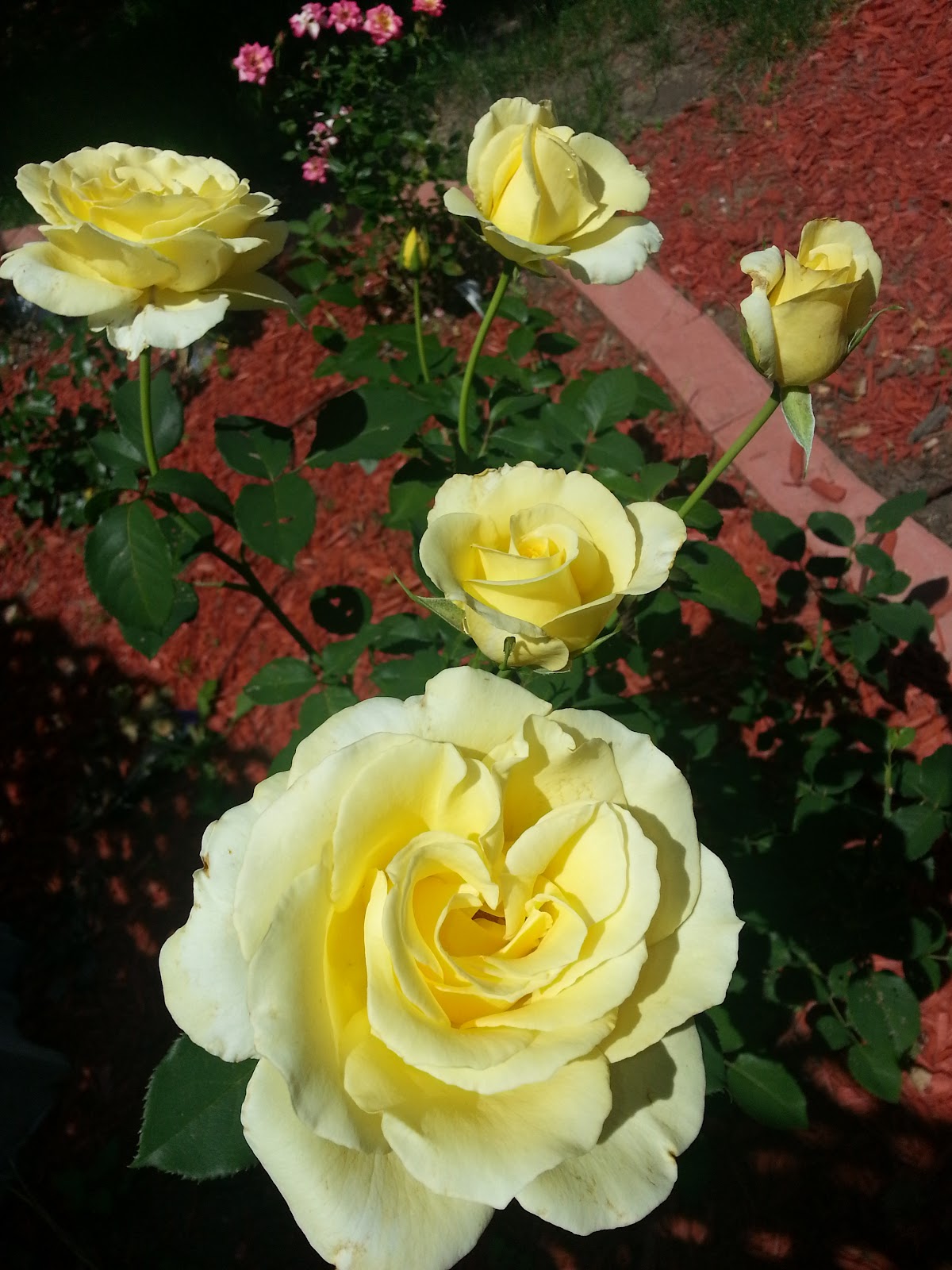 Rose Review: Elina Hybrid Tea Rose – The Plantiful Gardener