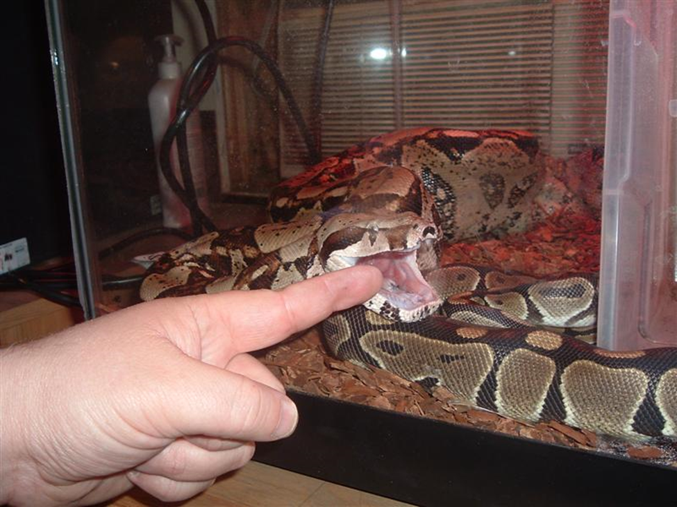 Does the bite of a red tail boa hurt?