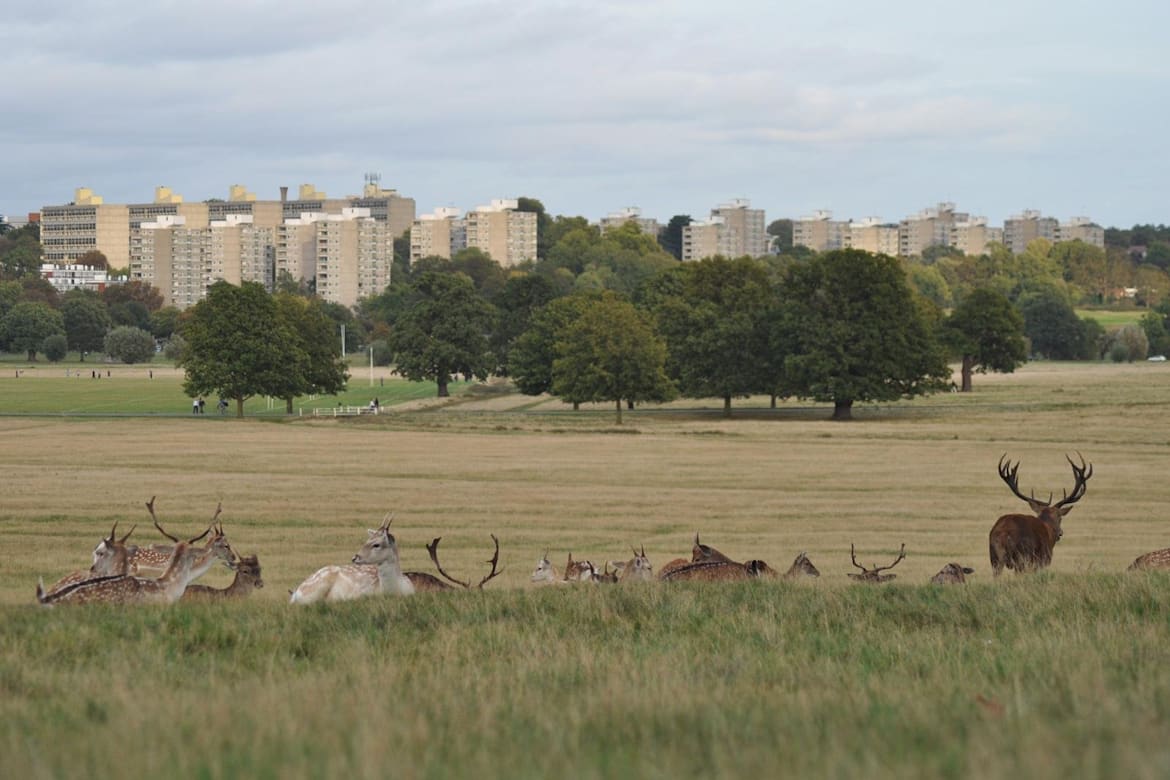 Deer are a common sight when running in Richmond Park