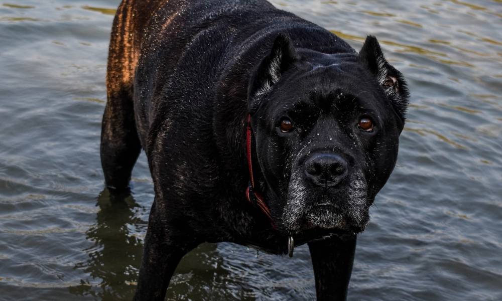 Cane Corso German Shepherd Mix | What You Need to Know 2