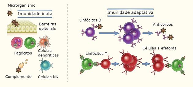 Sistema imunológico: o que é, resumo e imunidade - Toda Matéria