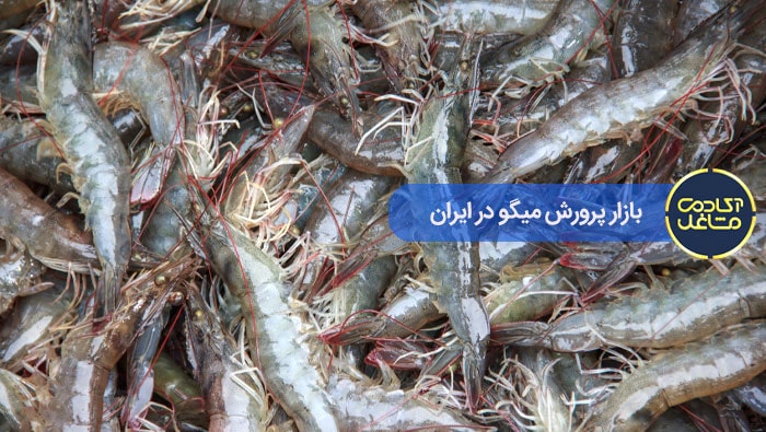 بازار-پرورش-میگو-در-ایران