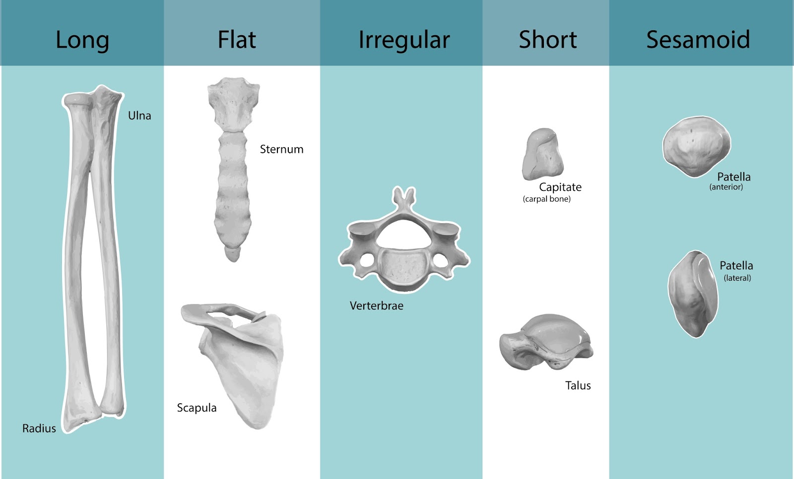 D:\BROTHER PERKES\Section 2\Bone Types.jpg