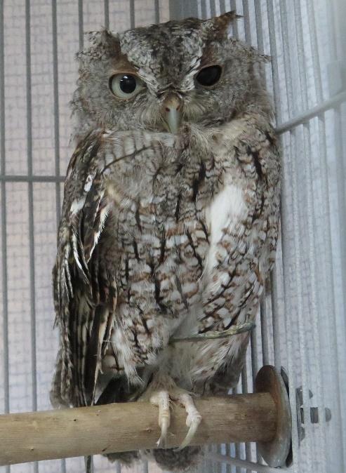 An owl in a cage

Description automatically generated with medium confidence