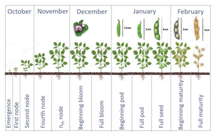 Plantação de soja: ciclo da cultura