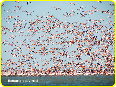 Estuario del Virrilá