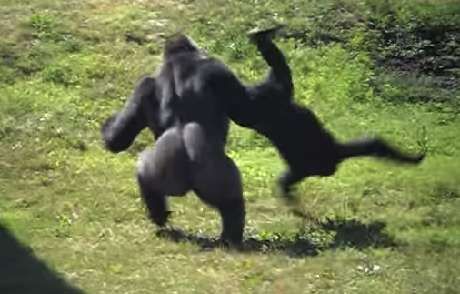 gorilla throwing another gorilla Blank Template - Imgflip