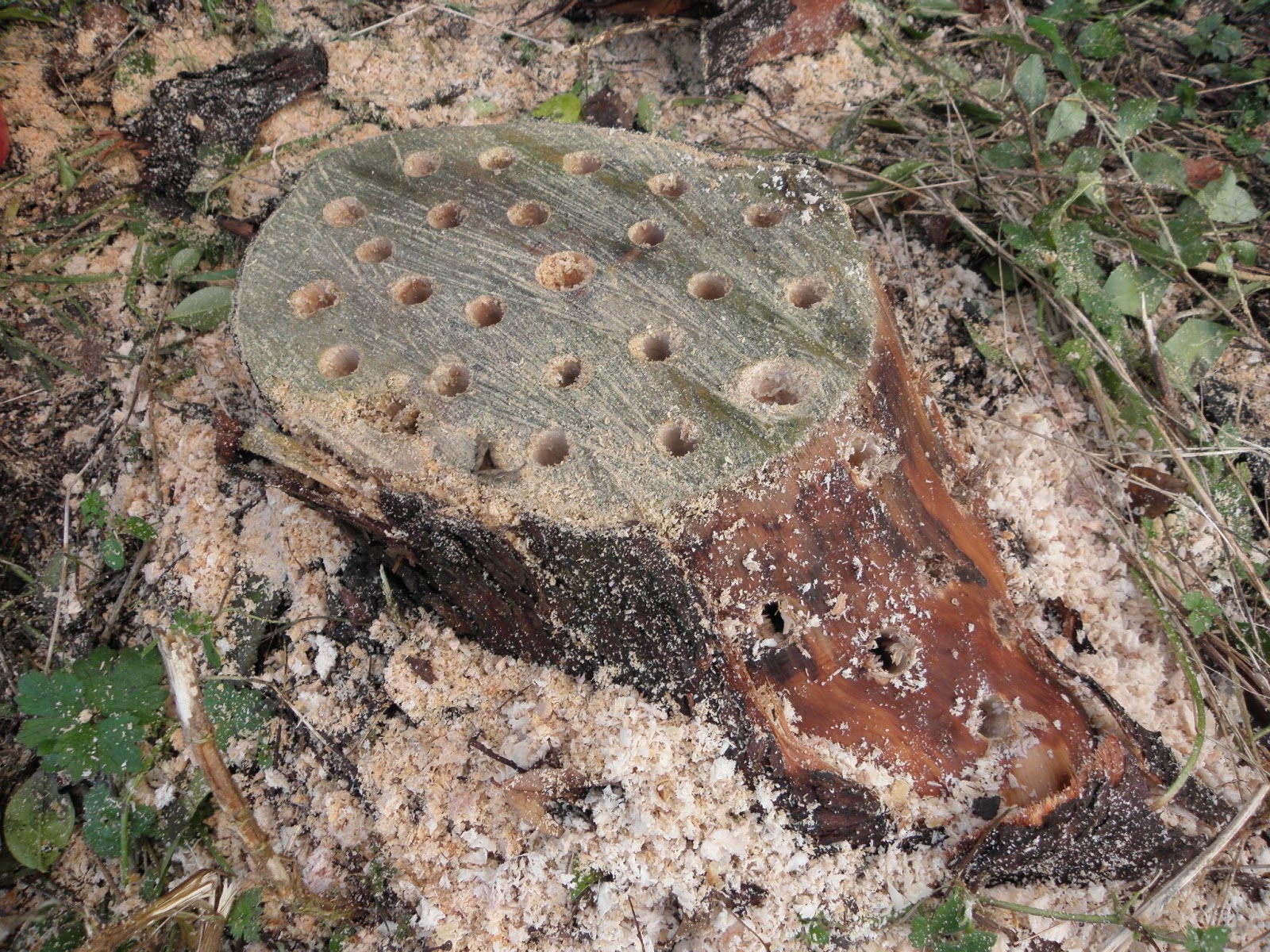 How to Use Motor Oil to Kill Tree Stumps