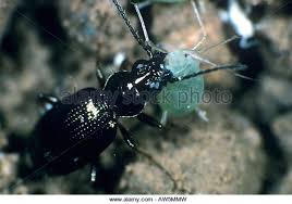 Image result for ground beetle eating aphid