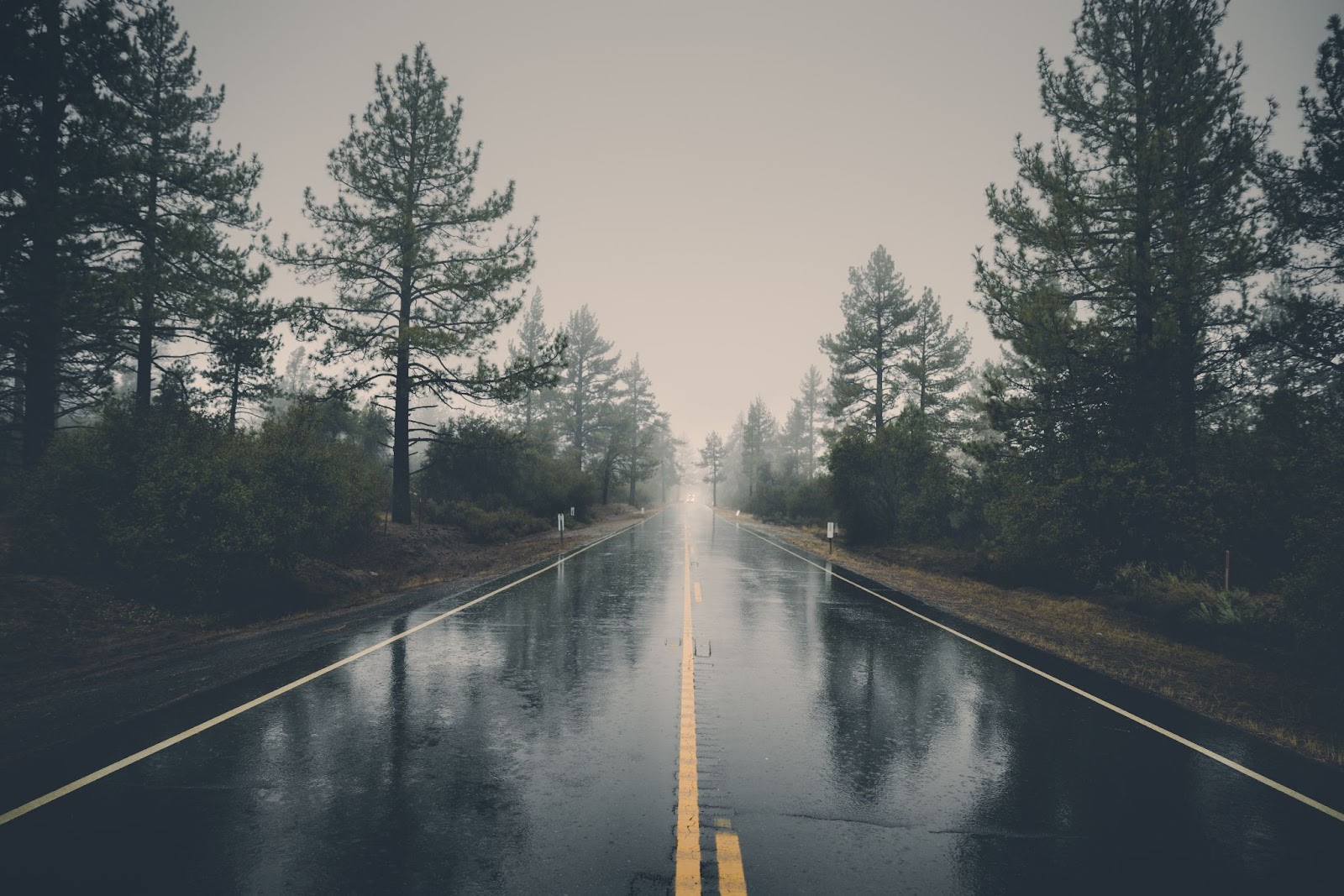 A wet, open, and paved road with Evergreen trees lining the shoulder of the road