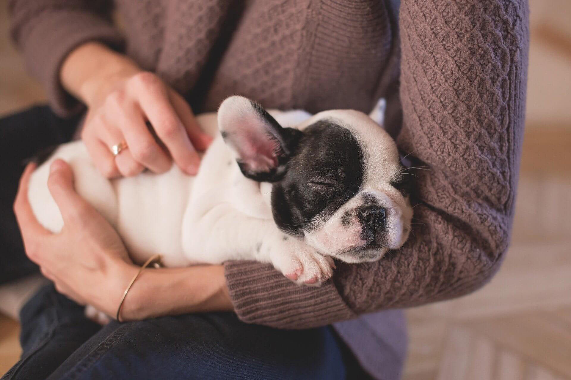 What Does It Mean When A Puppy’s Stomach Is Hot?
