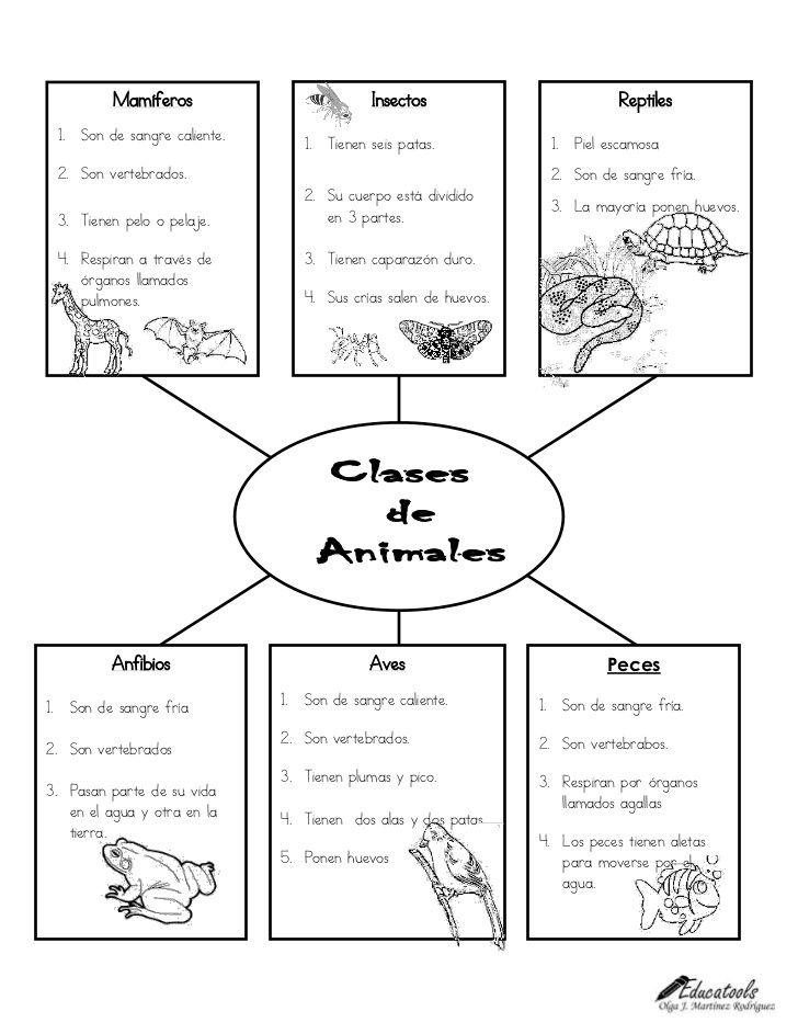 Resultado de imagen para actividades de animales mamíferos para niños