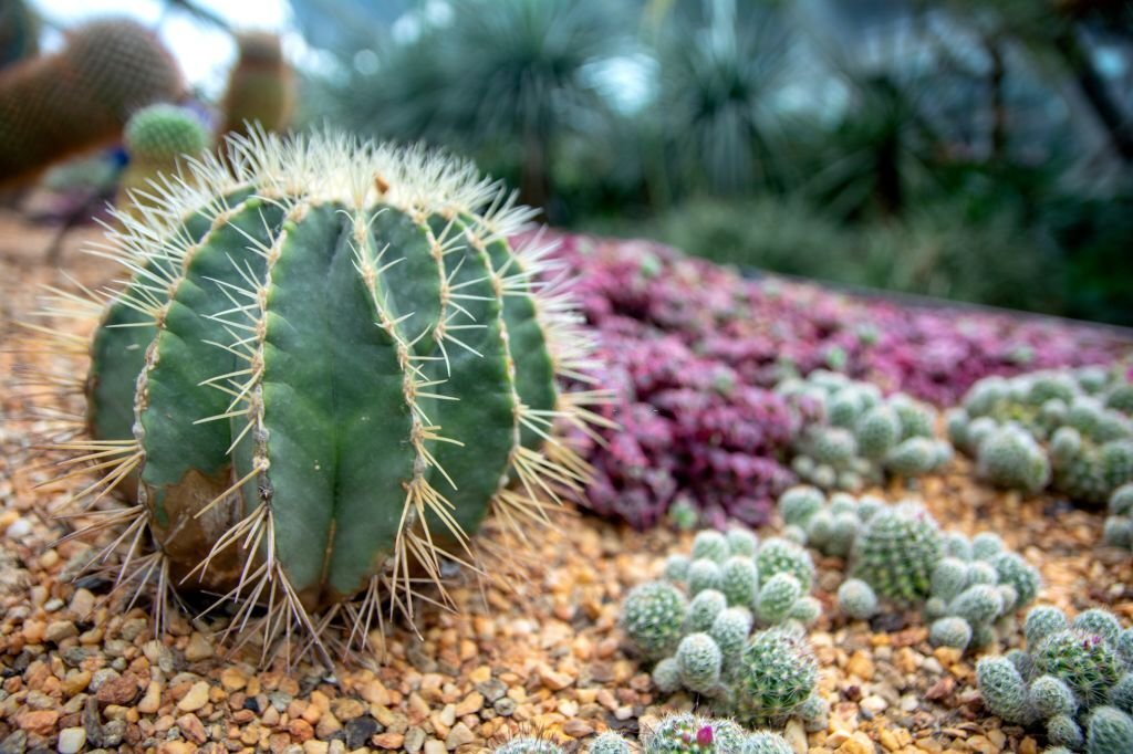 ciri-ciri kaktus