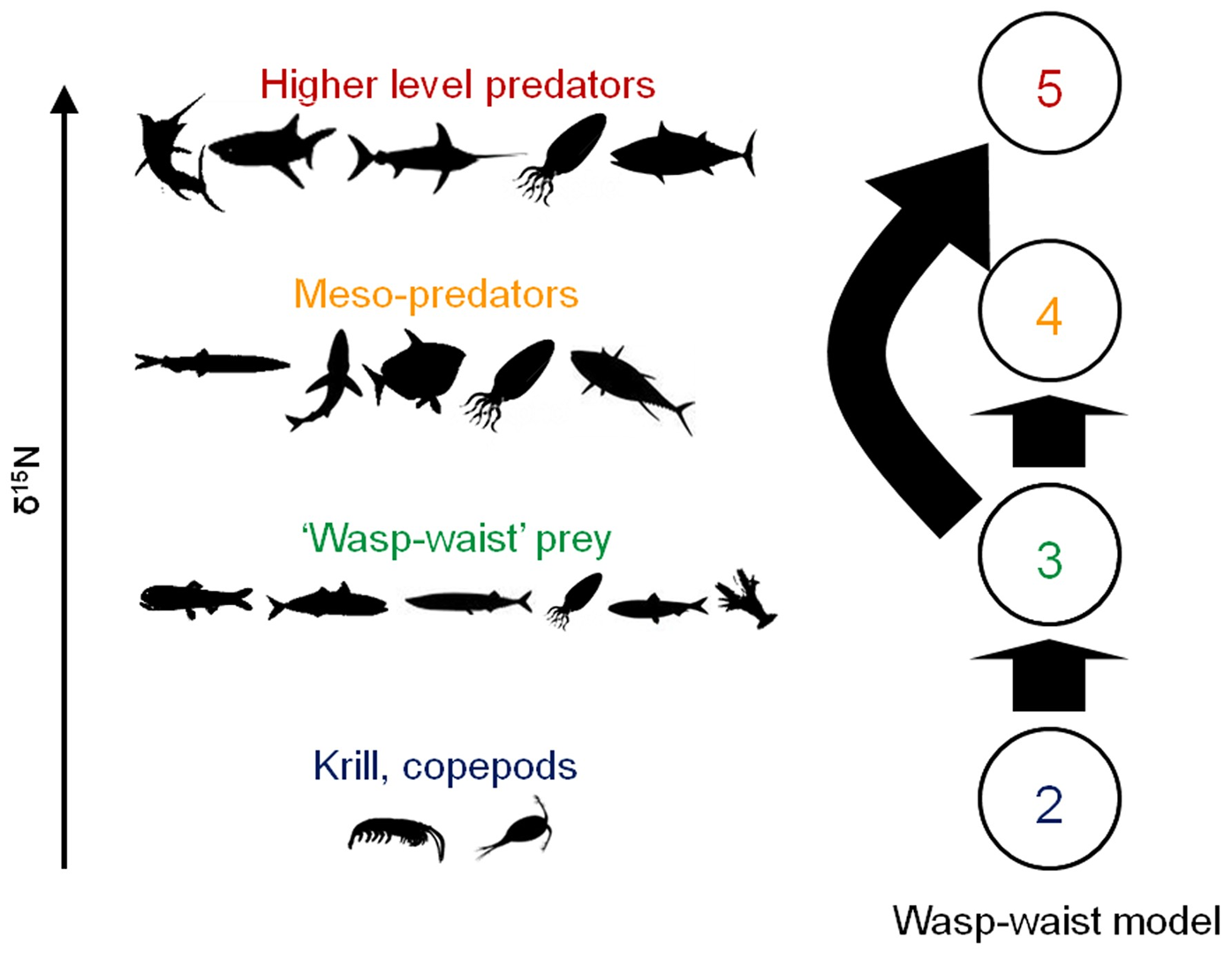 Four heterotrophic trophic levels are shown labeled Wasp-Waist Model. Level two has krill and copepods, wasp-waist prey has six different species, meso-predators have five different species, and the fifth level has five different species labeled higher level predators. Wasp-waist prey feeds the higher level predators and meso-predators, but meso-predators do not feed predators. An arrow showing the concentration of nitrogen 15 shows an increase in concentration with higher trophic levels.