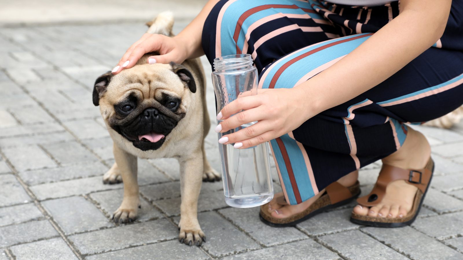 Dogs need access to plenty of water at home and on the go to stay hydrated. 