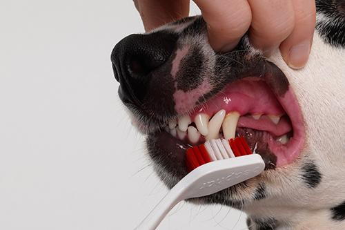 Image result for brushing dog's teeth