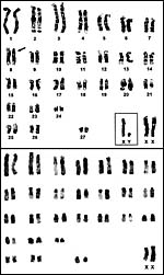 Karyotypes of male and female African elephants