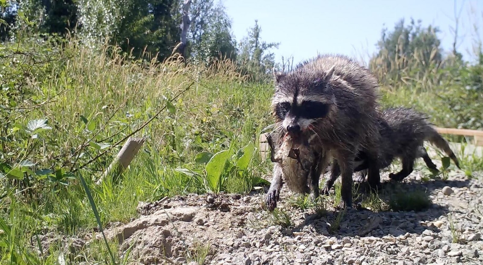 Do Raccoons Eat Ducks