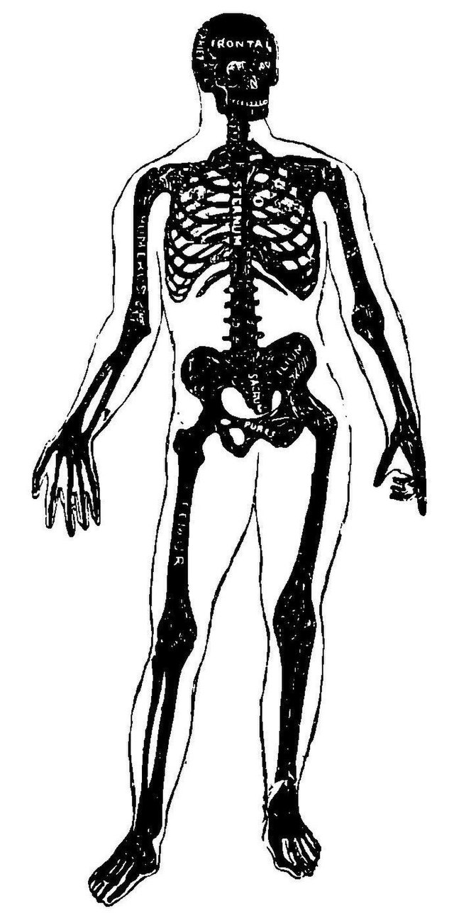 corpo humano: esqueleto