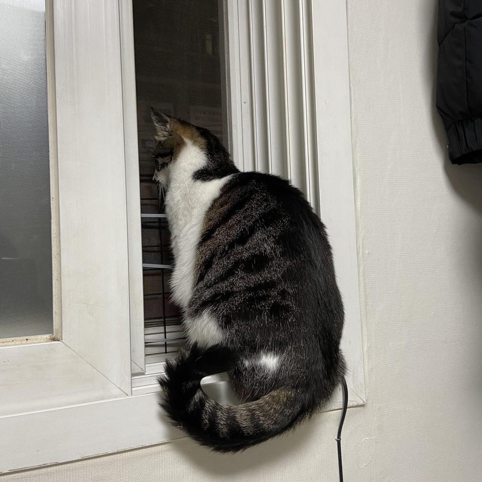 사진2. 부지런히 창밖을 살피는 고양이