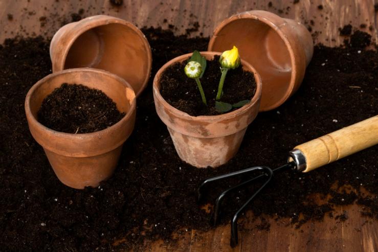 C:\Users\SONY\Desktop\гумат калия\high-angle-flowers-pots.jpg