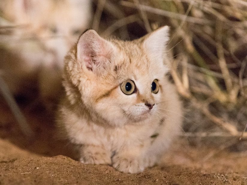 These adorable sand cats could be under threat | CNN