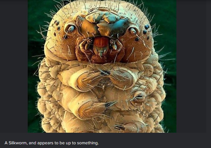 The viral image of “Demodex mite” was found to be a micrograph of a silkworm.