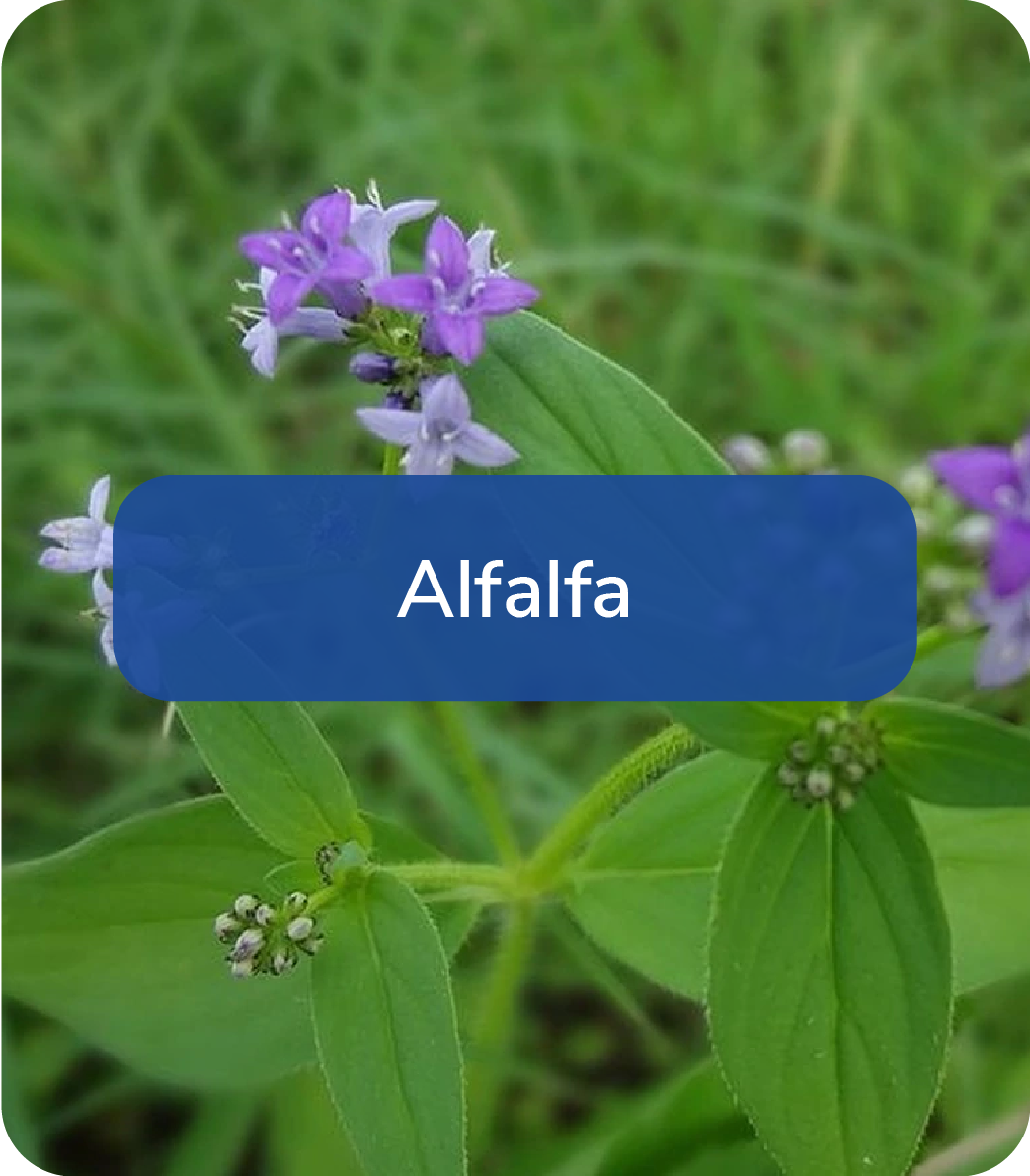 alfalfa